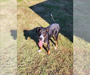 Black and Tan Coonhound Dogs for adoption in Grovetown, GA, USA