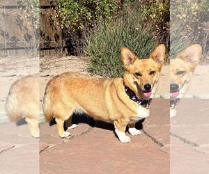 Pembroke Welsh Corgi Dogs for adoption in Denver , CO, USA