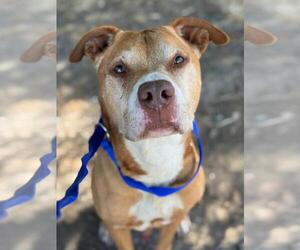 American Pit Bull Terrier Dogs for adoption in Woodland, CA, USA