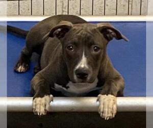 Bullboxer Pit Dogs for adoption in Goodyear, AZ, USA
