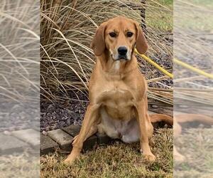 Labrador Retriever-Unknown Mix Dogs for adoption in Mount Carmel, IL, USA