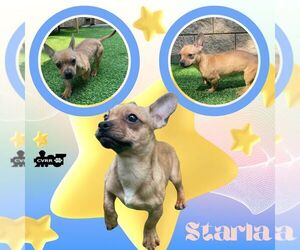 Faux Frenchbo Bulldog Dogs for adoption in Lindsay, CA, USA