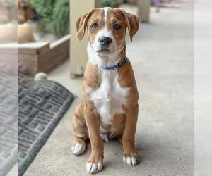Unknown-Whippet Mix Dogs for adoption in San Diego, CA, USA