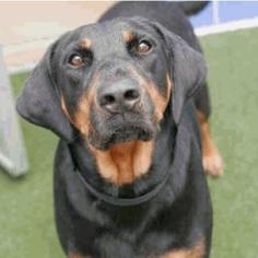English Coonhound Dogs for adoption in Austin, TX, USA