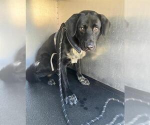 Labrador Retriever Dogs for adoption in Orange, CA, USA