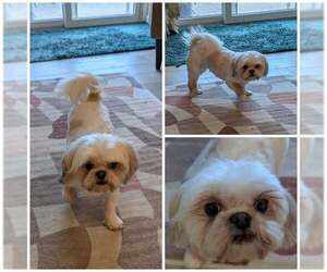 Shih Tzu Dogs for adoption in Tenafly, NJ, USA
