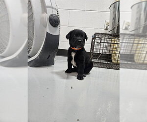Labrador Retriever-Unknown Mix Dogs for adoption in Temple, TX, USA