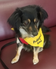 Border-Aussie Dogs for adoption in Lake Elsinore, CA, USA