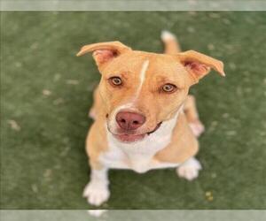 American Pit Bull Terrier-Unknown Mix Dogs for adoption in Texas City, TX, USA