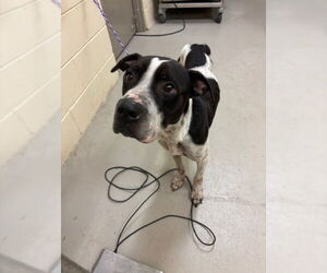 Mutt Dogs for adoption in Sanford, FL, USA