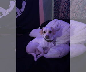Beagle-Unknown Mix Dogs for adoption in Colton, CA, USA