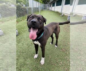 American Bulldog-Unknown Mix Dogs for adoption in Petaluma, CA, USA