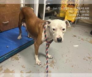 American Pit Bull Terrier-Unknown Mix Dogs for adoption in Ocala, FL, USA
