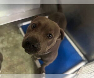 American Pit Bull Terrier Dogs for adoption in Downey, CA, USA