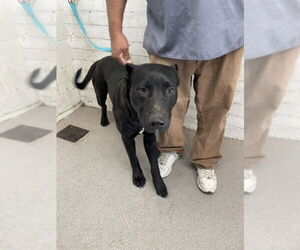 American Pit Bull Terrier-Unknown Mix Dogs for adoption in San Bernardino, CA, USA