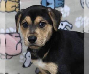 Shepradors Dogs for adoption in Princeton, MN, USA