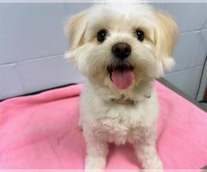 Bichon-A-Ranian Dogs for adoption in Ames, IA, USA