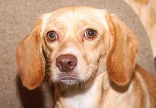 Medium Photo #1 Beagle Puppy For Sale in Rossville, TN, USA