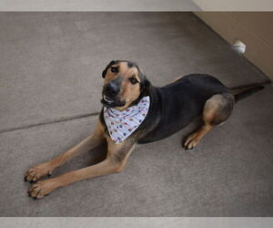 Coonhound-Unknown Mix Dogs for adoption in McKinney, TX, USA