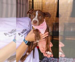 German Shorthaired Lab Dogs for adoption in Dana Point, CA, USA