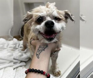 Mutt Dogs for adoption in Las Vegas, NV, USA