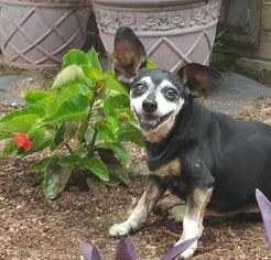 Meagle Dogs for adoption in Warwick, RI, USA