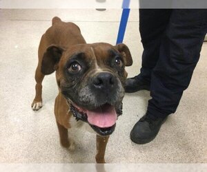 Boxer Dogs for adoption in Riverside, CA, USA