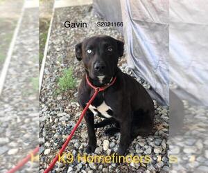 American Pit Bull Terrier-Unknown Mix Dogs for adoption in Albany, OR, USA