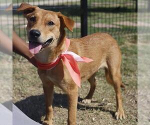 Mutt Dogs for adoption in San Antonio, TX, USA