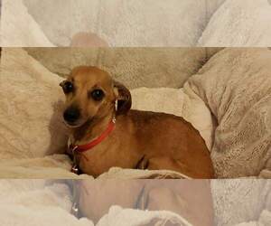 Chiweenie Dogs for adoption in Lafayette, LA, USA