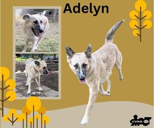 Australian Shepherd Dogs for adoption in Lindsay, CA, USA