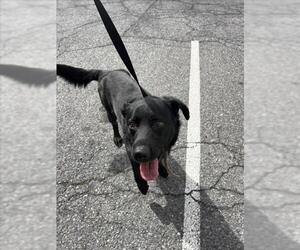 Labrador Retriever Dogs for adoption in Derwood, MD, USA