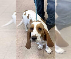 Basset Hound Dogs for adoption in Deepwater, NJ, USA