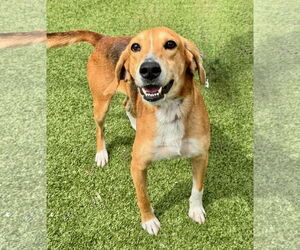 Mutt Dogs for adoption in Hilton Head, SC, USA