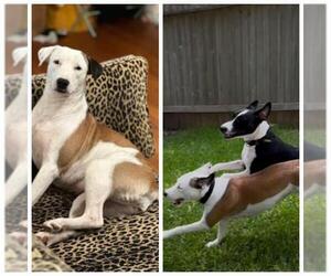 American Staffordshire Terrier-Unknown Mix Dogs for adoption in San Antonio, TX, USA