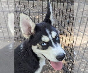 Huskies -Unknown Mix Dogs for adoption in Canton, CT, USA