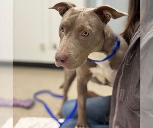 American Pit Bull Terrier Dogs for adoption in Boston, MA, USA