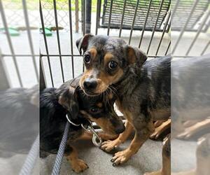 Chihuahua Dogs for adoption in Santa Maria, CA, USA