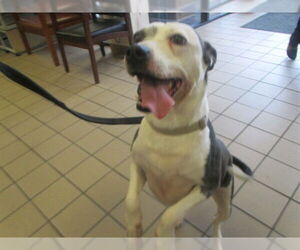 American Pit Bull Terrier-Unknown Mix Dogs for adoption in Ocala, FL, USA