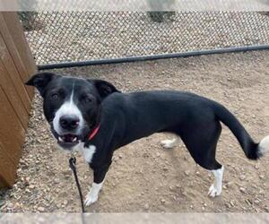 Border Collie Dogs for adoption in Brighton, CO, USA