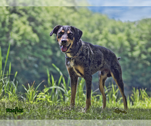 Catahoula Leopard Dog Dogs for adoption in Mt Carmel, PA, USA