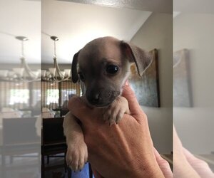 Medium Photo #1 Chihuahua-Unknown Mix Puppy For Sale in Redding, CA, USA