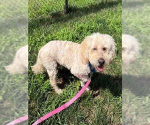 Cockapoo (Miniature) Dogs for adoption in Waterford, VA, USA