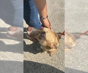 German Shepherd Dog-Unknown Mix Dogs for adoption in Houston, TX, USA