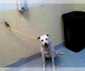 Labrador Retriever-Unknown Mix Dogs for adoption in Tulsa, OK, USA