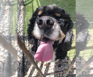 Cocker Spaniel Dogs for adoption in Newport, KY, USA