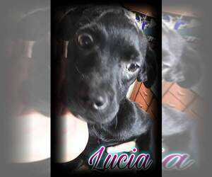 Labrador Retriever Dogs for adoption in NYC, NY, USA