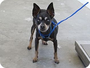 Chihuahua Dogs for adoption in Beverly Hills, CA, USA