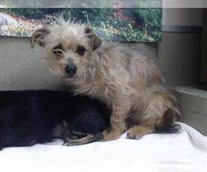 Mutt Dogs for adoption in Moreno Valley, CA, USA