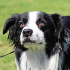 Border Collie Dogs for adoption in Lake Elsinore, CA, USA